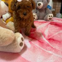 Barboncino (barbone) Toy Fulvo