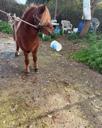 Pony per monta