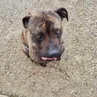 Cane corso