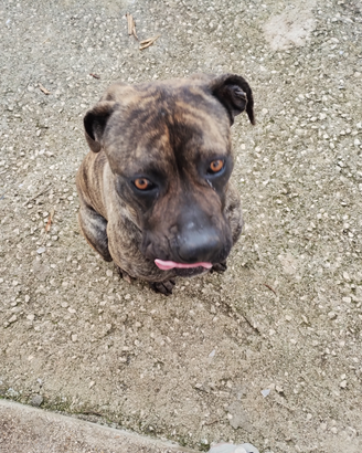 Cane corso