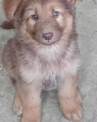 Ultimo cucciolo