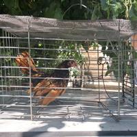 Galletti sebright 2025