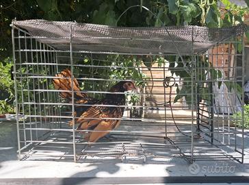 Galletti sebright 2025