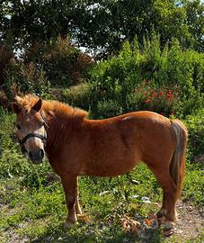 Pony femmina del 2006 altezza al garrese circa 100