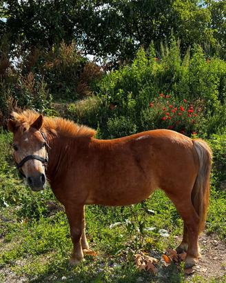 Pony femmina del 2006 altezza al garrese circa 100