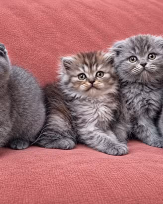 Cuccioli di SCOTTISH