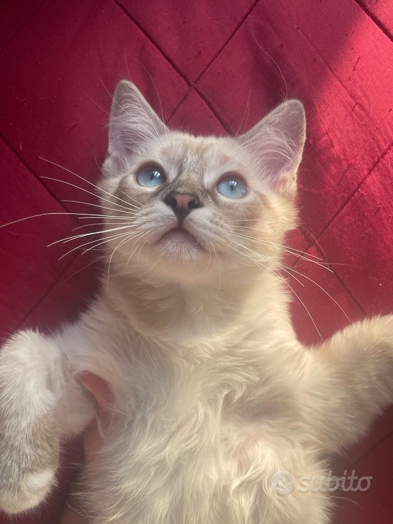 Gatti ragdoll