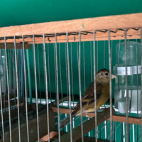 Incardellato da canto