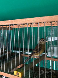 Incardellato da canto