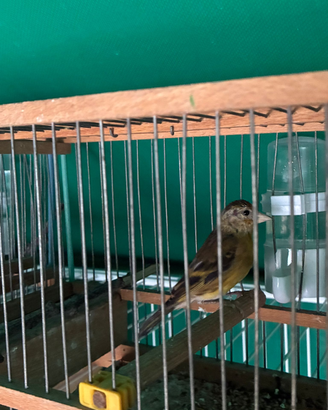 Incardellato da canto