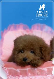 Maschietti. e femmine   barboncino  toy