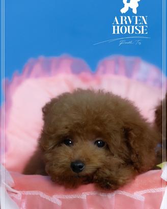 Maschietti. e femmine   barboncino  toy