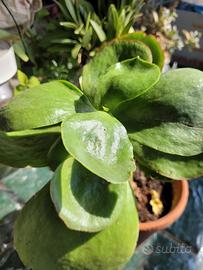 Pianta Crassula  e Delosperma