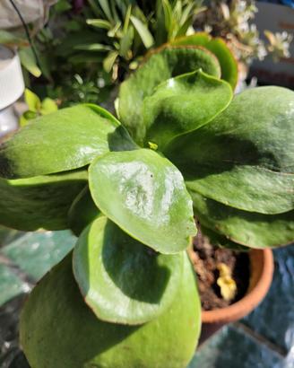 Pianta Crassula  e Delosperma