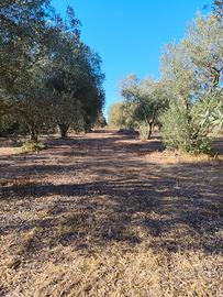  oliveto ,Alghero