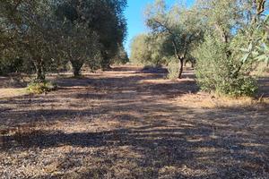  oliveto ,Alghero