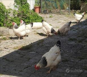 Galline Sussex