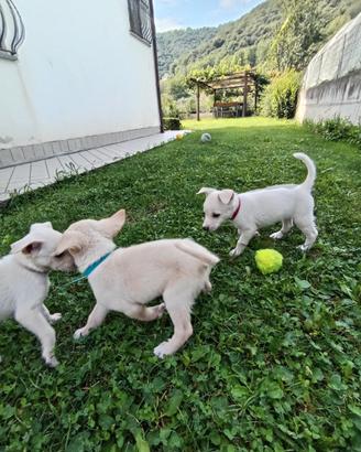 Cuccioli tipo Pastore Svizzero bianco