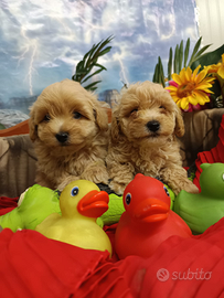 Piccoli Albicocca Piccoli Cuccioli Maltipoo -