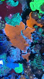 Corallo montipora foliosa rossa