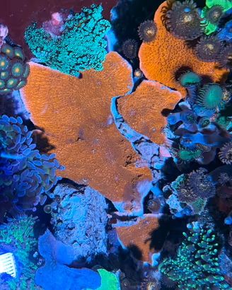 Corallo montipora foliosa rossa