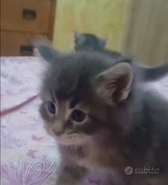 Maine coon cucciolata di 3 settimane