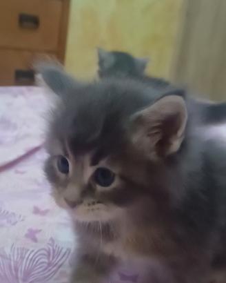 Maine coon cucciolata di 3 settimane