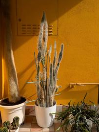 Pianta cactus Opuntia leucotricha