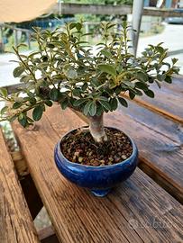 bonsai mame cotoneaster