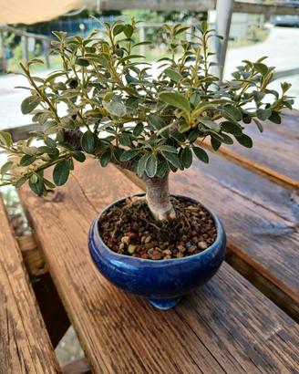 bonsai mame cotoneaster