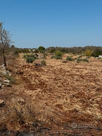 Terreno agricolo