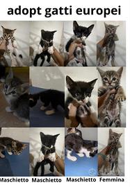 Regalasi gattini