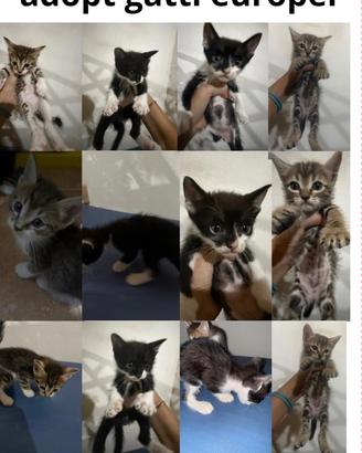 Regalasi gattini