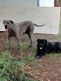 Cucciolo cane corso maschio grigio pedigree ENCI