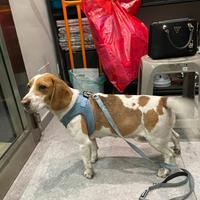 Beagle femmina adulta