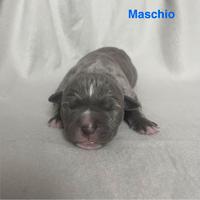 Cuccioli Amstaff Blue Nose e Blue Fawn
