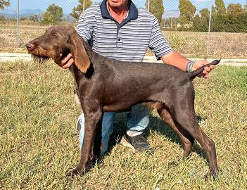 Cucciolone Drahthaar
