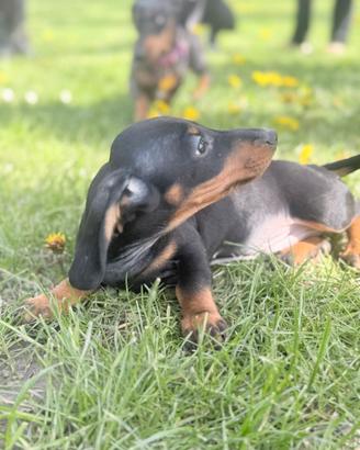 Bassotti cuccioli