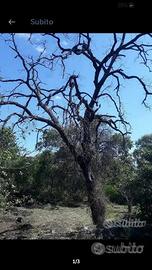 Alberi legna per chi li vuole 