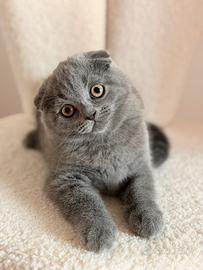 Cucciola Scottish fold