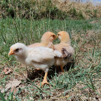 Pulcini Gallina Ovaiola