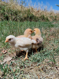 Pulcini Gallina Ovaiola