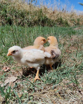 Pulcini Gallina Ovaiola