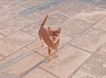 Chihuahua