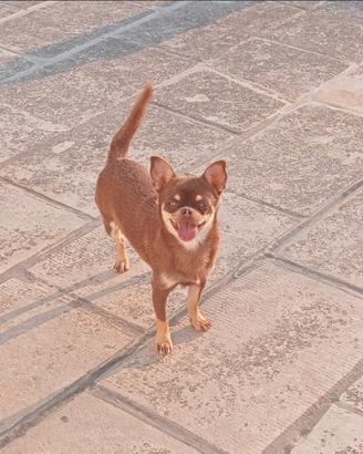 Chihuahua