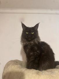 Maine coon