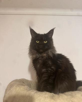 Maine coon