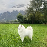 Samoiedo per monta (m) accoppiamento