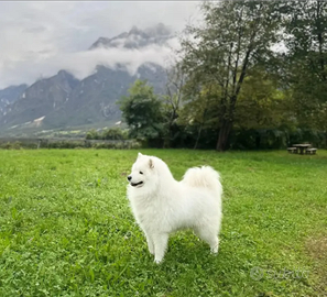 Samoiedo per monta (m) accoppiamento