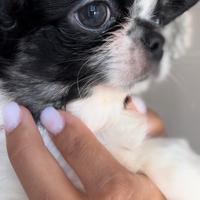Maschietto chihuahua pelo lungo